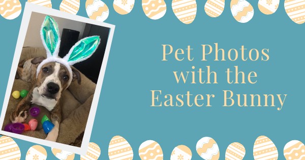 Pet Photos with the Easter Bunny