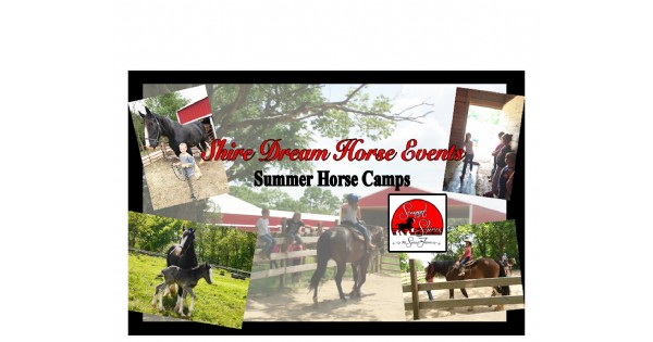 Shire Dream Horse Events & Camps