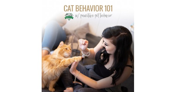 Cat Behavior 101 at the Catfe