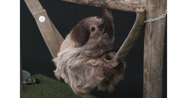 Sloth Tai Chi Experience