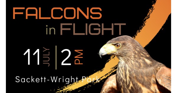 Falcons in Flight