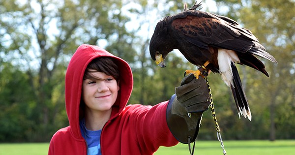 An Introduction to Falconry