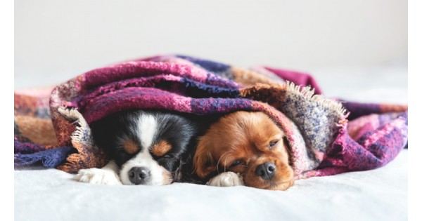 Send Them Home Saturday - Animal Resource Center