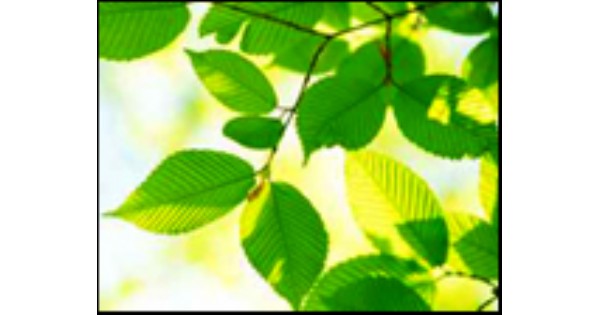 Heartfulness Meditation