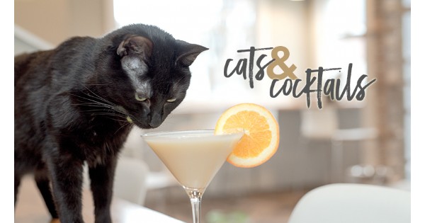 Cats & Cocktails