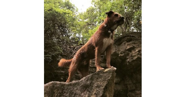 Wagtown's Dog Scavenger Hunt