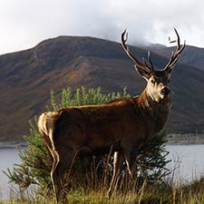New Celtic Pub coming to Springboro