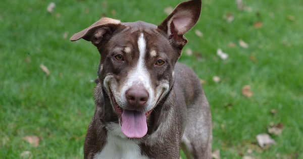 Celebrate Saving Lives with the Humane Society of Greater Dayton