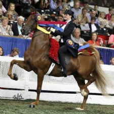 Dayton Horse Show
