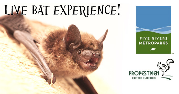 Live Bat Experience