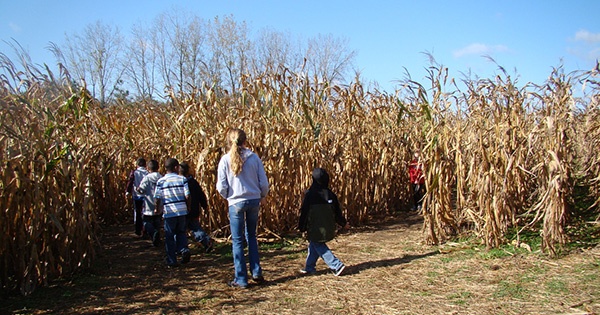 Mickey the Lions Corn Maze