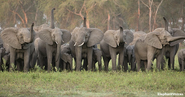 National Geographic Live: Bob Poole - Wildlife Filmmaker