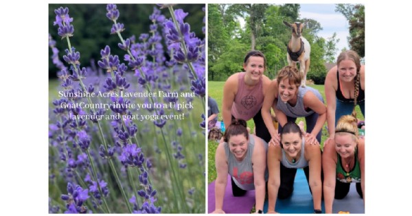 Goat yoga at Sunshine Acres Lavender Farm
