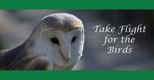 Take Flight for the Birds - Vimarsana News