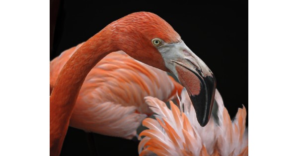 The Works of Barbara Rose…Digital Collages & Florals