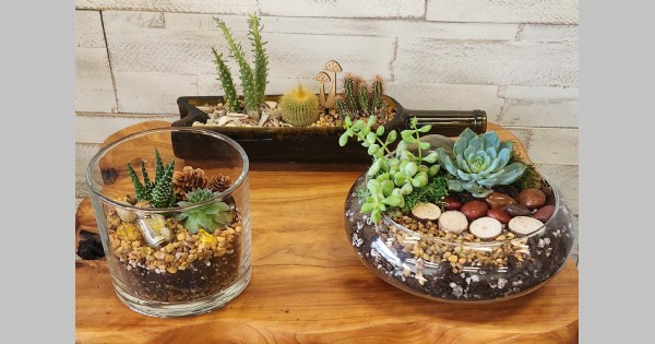 Create a One-of-a-Kind Terrarium