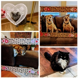 Valentine's day portraits with your pet