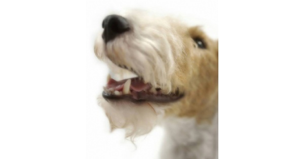 Wire Fox Terrier Club of Central States