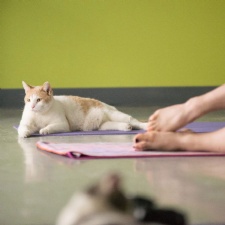 Yoga with Cats at SICSA