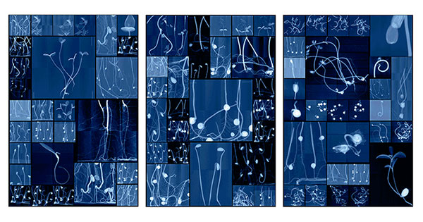 Archiving Eden: Dornith Doherty Photographs - suspended