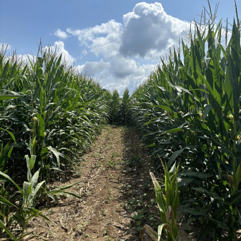 Cowvins Corny Corn Maze Youngs Dairy