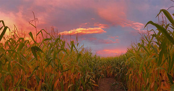 Corn Maze at Idle Hour Ranch