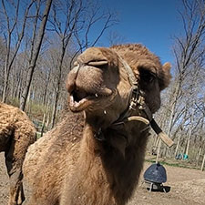 Social Distancing Drive Thru Zoo