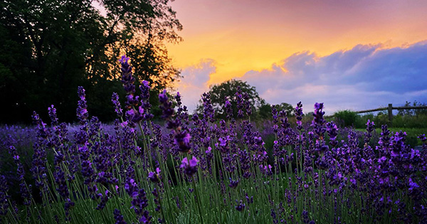 Summer Solstice Lavender Festival at Lavendel Hills - canceled