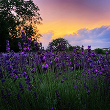 Summer Solstice Lavender Festival at Lavendel Hills