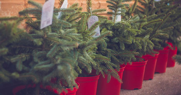 Potted Native Christmas Tree Sale