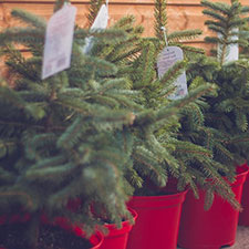 Potted Native Christmas Tree Sale