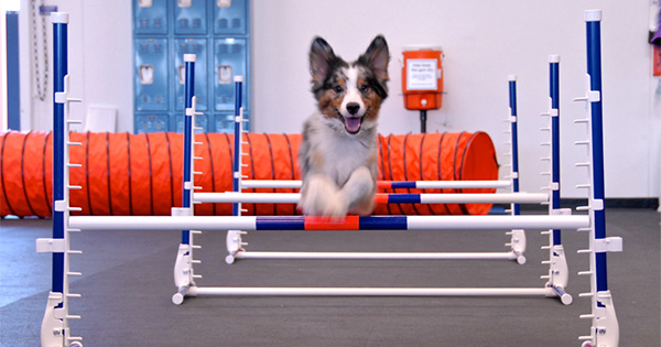 Zoom Room Dog Training opens in Centerville