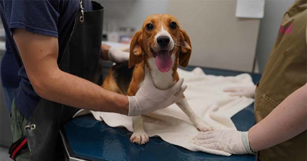 Rescued: 15 beagles have arrived in Dayton!
