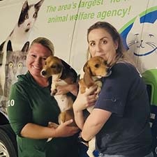 Humane Society of Greater Dayton brought in 15 adult beagles, part of the group of beagles being removed from a mass-breeding facility riddled with animal welfare concerns