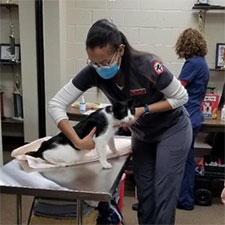 SICSA Free Microchipping Event