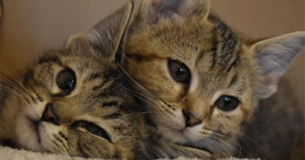 SICSA pet adoption special: Two kittens for single adoption fee