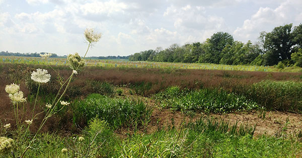 MetroParks wins grant to restore wetlands in Trotwood