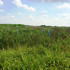 MetroParks wins grant to restore wetlands in Trotwood