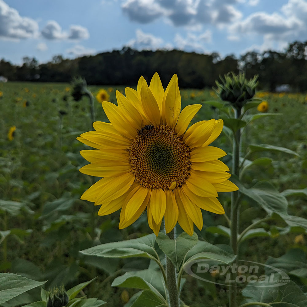 Sunflower Field in Yellow Springs 2023 - early blooms
