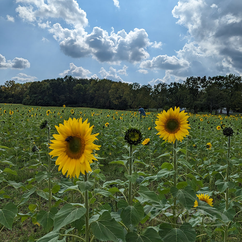 Sunflower Field in Yellow Springs 2023 - early blooms
