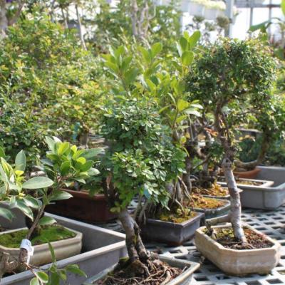 Bonsai 101 Class -includes Bonsai & Statue