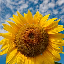 The Sunflower Field in Centerville