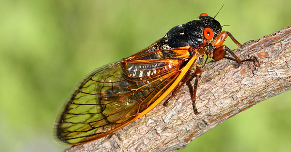 Millions of cicadas expected to swarm Dayton within weeks