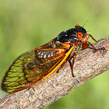 Millions of cicadas expected to swarm Dayton within weeks