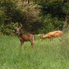 John A. Wannemacher Nature Reserve