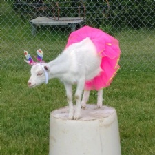 The Smiling Prairie Goat Farm