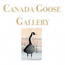 Canada Goose Gallery