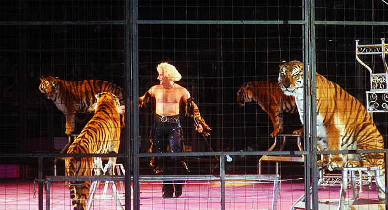 Tigers at the Antioch Shrine Circus