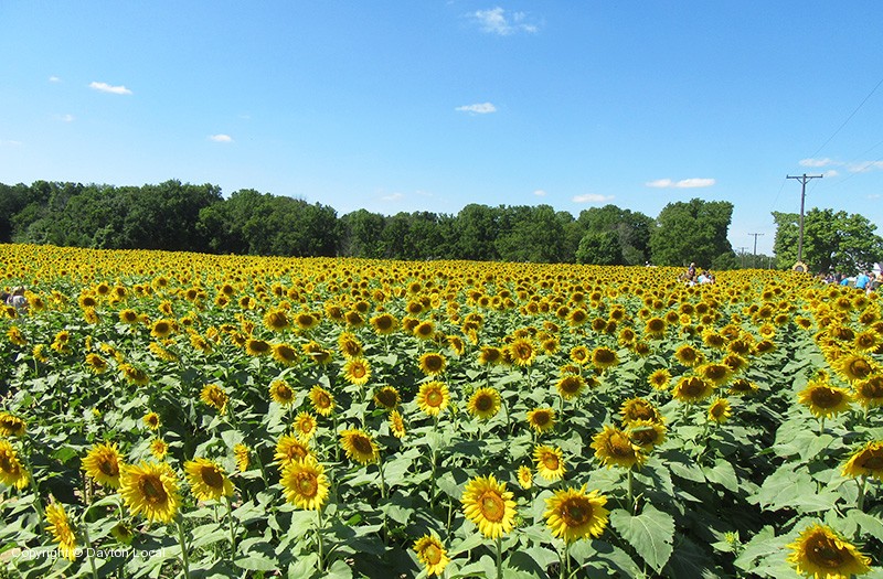 The Sunflower Field in Yellow Springs