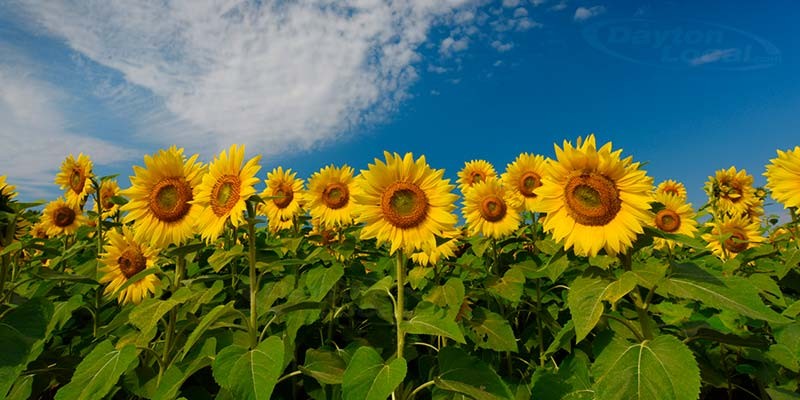 Yankee Street Sunflowers, Centerville, Ohio